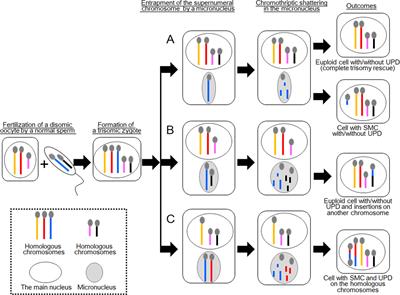 De Novo Small Supernumerary Marker Chromosomes Arising From Partial Trisomy Rescue